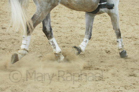 Dancing Horses - Ottawa Photo Course