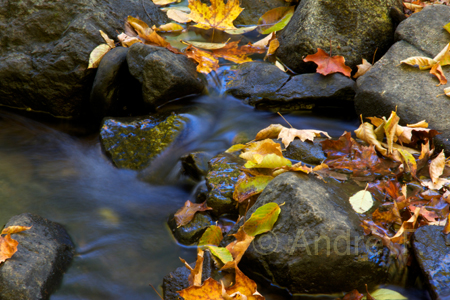 photo class Gatineau Park