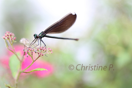 Macro Custom Photography Course