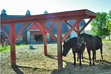 © Julie K - Ottawa Farm Photo Safari