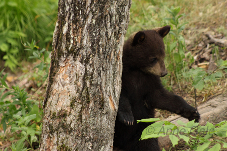 Wildlife landscape photo course - J David Andrews