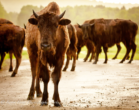 Student photo Wildlife landscape photography course - J David Andrews