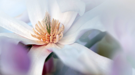 Macrophotography class ottawa - © Louise Tanguay