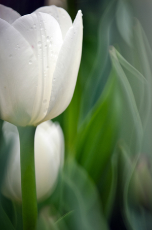 Tulip photo workshop Ottawa