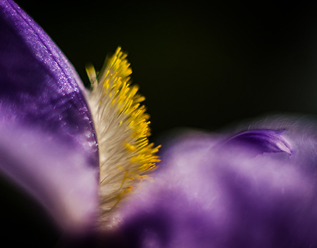 Ottawa Macrophotography course with Louise Tanguay