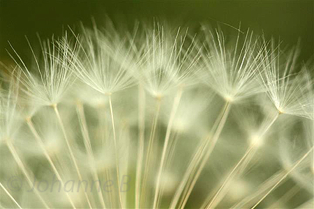 Macrophotography class with Louise Tanguay featured at HarryNowell.com/blog