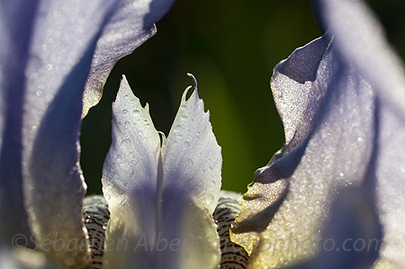 Macrophotography Course - ©Sébastien Albert - trobophoto.com