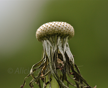 Macrophotography class with Louise Tanguay