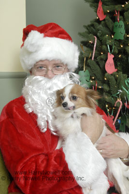 Santa at the Aylmer SPCA