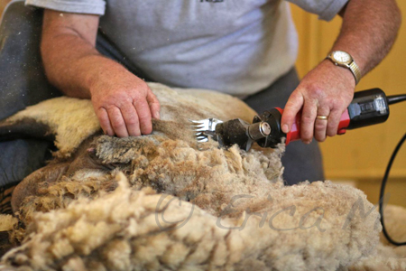 Sheep Shearing & Dog Photo Safari - Ottawa