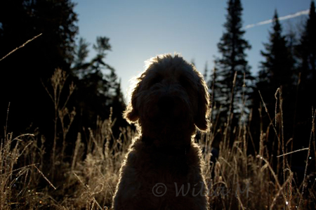 online photo workshop - sIlhouette challenge - © Willa Mason