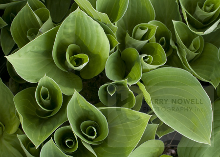 Ottawa Greeting Card – Hosta