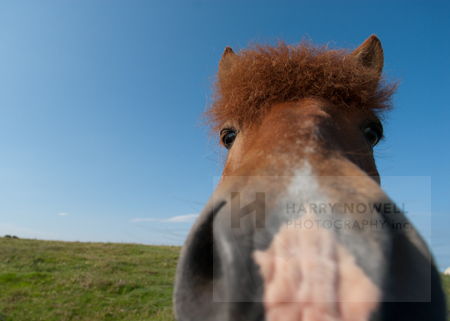 Ottawa Greeting Card – Pony