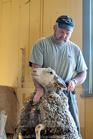 Sheep Shearing Photography Safari - Ottawa